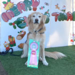 大阪ブロックアジリティー競技会2024年12月1日（日）