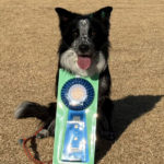 土佐オーシャンアジリティークラブアジリティー競技会2025年1月26日(日)