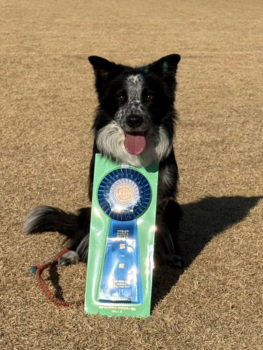 AG3IM★山本ブルー