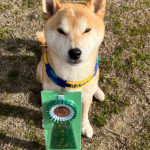 長崎ウィズワンアジリティークラブアジリティー競技会2025年2月23日