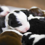 ボーダーコリーの仔犬が生まれました