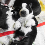 ボーダーコリーの仔犬、生後2週間！