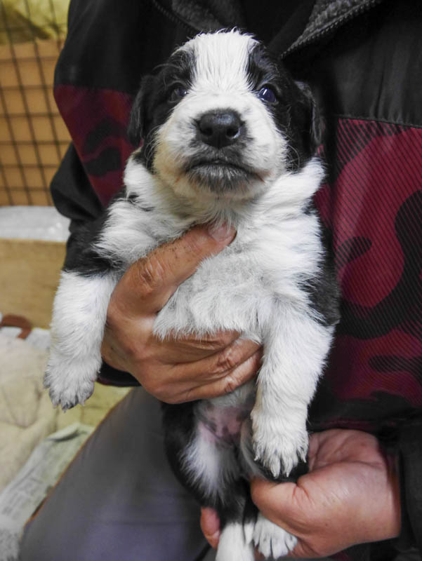 ブラック＆ホワイト　メス3