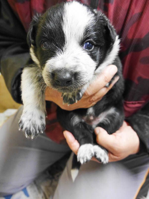 ブラック＆ホワイト　オス3