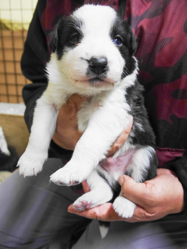 ブラック＆ホワイト　オス4