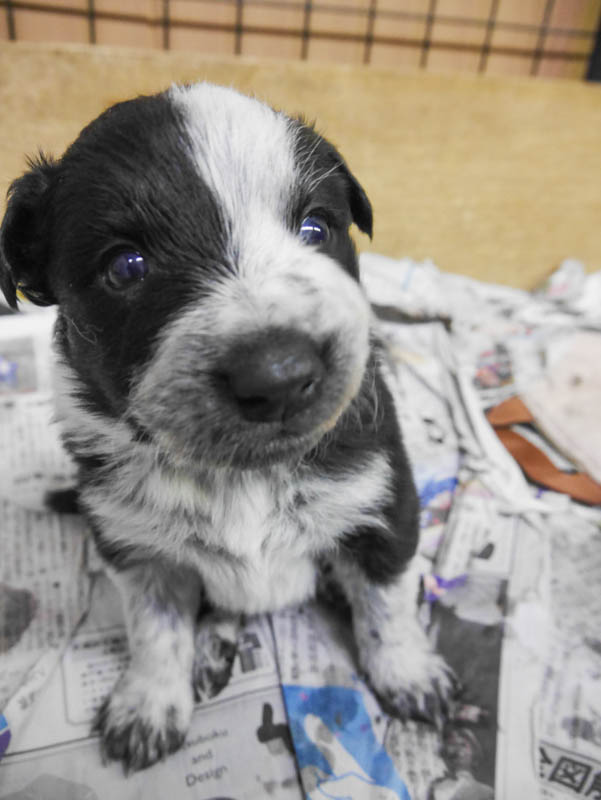 ブラック＆ホワイト　オス3