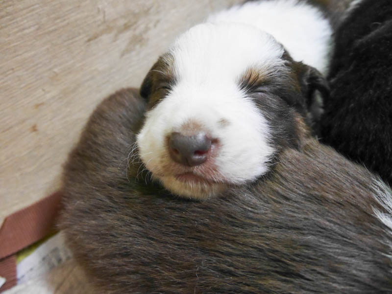 チョコタン　オス1