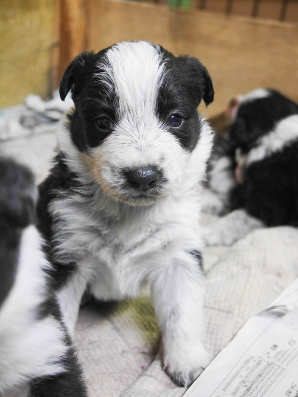 ブラック＆ホワイト　メス3