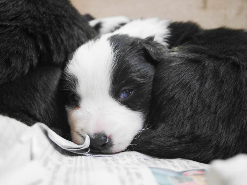 ブラック＆ホワイト　オス4