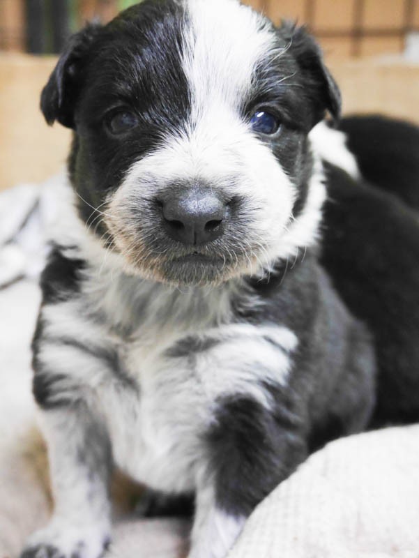 ブラック＆ホワイト　オス3