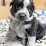 ボーダーコリーの仔犬生後1か月！