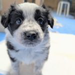 ボーダーコリーの仔犬生後1か月と１週間！