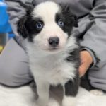 ボーダーコリーの仔犬生後1か月と2週間！