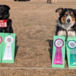 四国ブロックアジリティー競技会2025年3月22日（土）