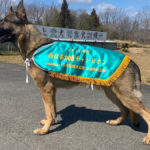 ゼウス(ジャーマンシェパード)