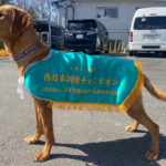 アンディ(ラブラドール）