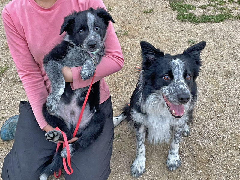 お父さんのブルーと一緒に