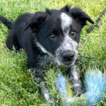 2/1生まれボーダーコリー男の子譲渡先募集中！
