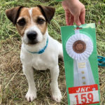 京都京洛トレーナーズクラブアジリティー競技会2025年5月17日