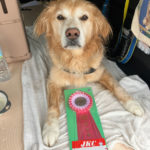 ＳＴ連合会西日本アジリティー競技会2025年5月24日