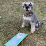 兵庫オールドッグトレーナーズクラブアジリティー競技会2025年10月18日