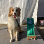 【競技会結果】徳島北ドッグスポーツＴＲクラブアジリティー競技会2025年11月23日