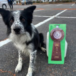 【競技会結果】西日本インターナショナルアジリティー競技大会2025年12月14日