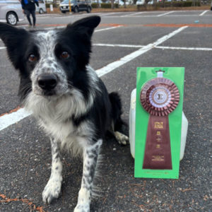 【競技会結果】西日本インターナショナルアジリティー競技大会2025年12月14日
