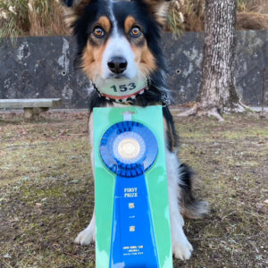 【競技会結果】九州ブロックアジリティー競技会2025年12月21日