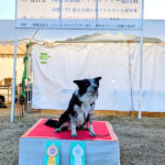 JKC ST連合会 西日本アジリティー競技会レポート｜入賞結果と当日の様子