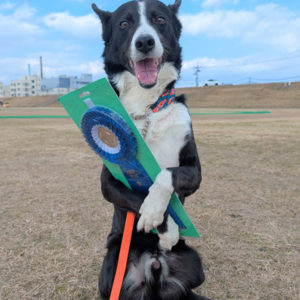 極寒のリンクで健闘！JKC ST連合会 西日本訓練競技会レポート（2026.2.1）