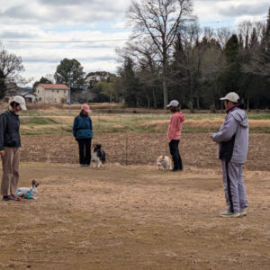 春先の風にも負けず！服従訓練教室＆アジリティー教室の一日レポート