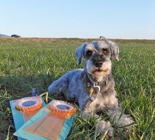 初WCR達成！福岡アペックスアジリティークラブアジリティー競技会2026 競技結果まとめ