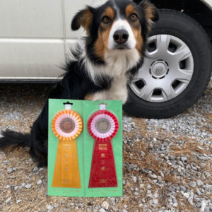 強風の高知に挑む！土佐オーシャンアジリティークラブ競技会レポート（2026/2/8）