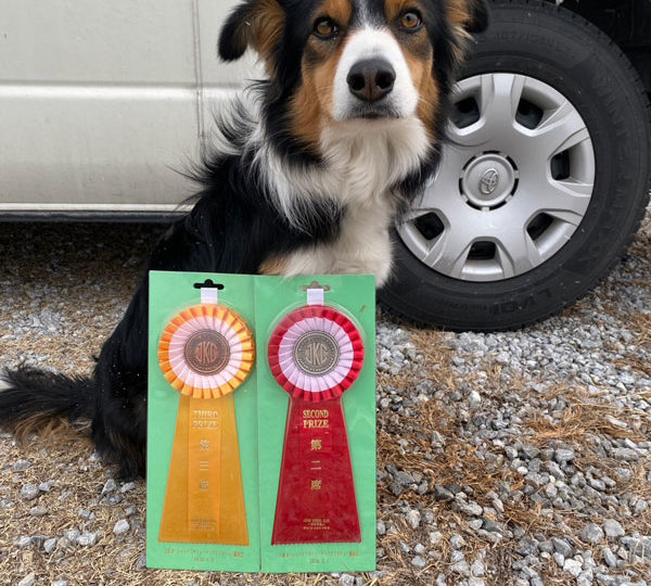 強風の高知に挑む！土佐オーシャンアジリティークラブ競技会レポート（2026/2/8）