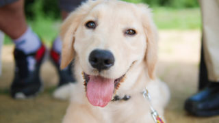 広島で犬のしつけ教室を探している方へ｜ドッグトレーナーが解説