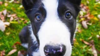 子犬のしつけはいつから?|ドッグトレーナーが解説