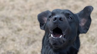 犬の無駄吠えを直す方法|ドッグトレーナーが解説