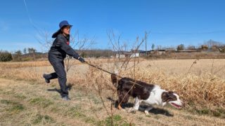犬が散歩で引っ張る理由と直し方|ドッグトレーナーが解説