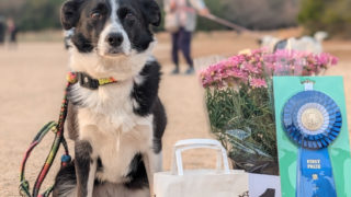 小春日和の下関で熱戦！2026山口県西部ドッグメイトアジリティークラブ競技会レポート