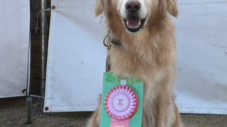 ドイツコースに挑戦!四国ブロックアジリティー競技会レポート in 吉野川